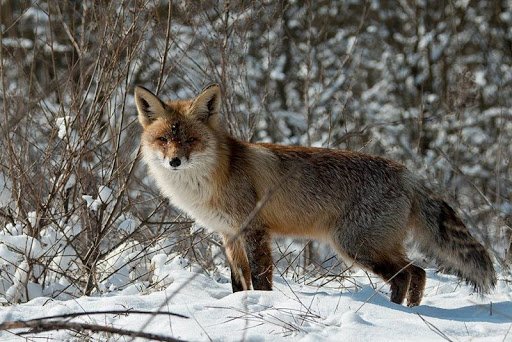 На Хортице в петли браконьеров попались дикие животные