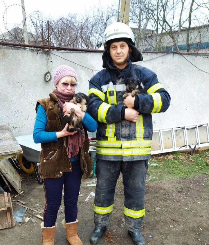 В Запорожской области в выгребную яму упали щенки: люди вызвали спасателей, - ФОТО, фото-1