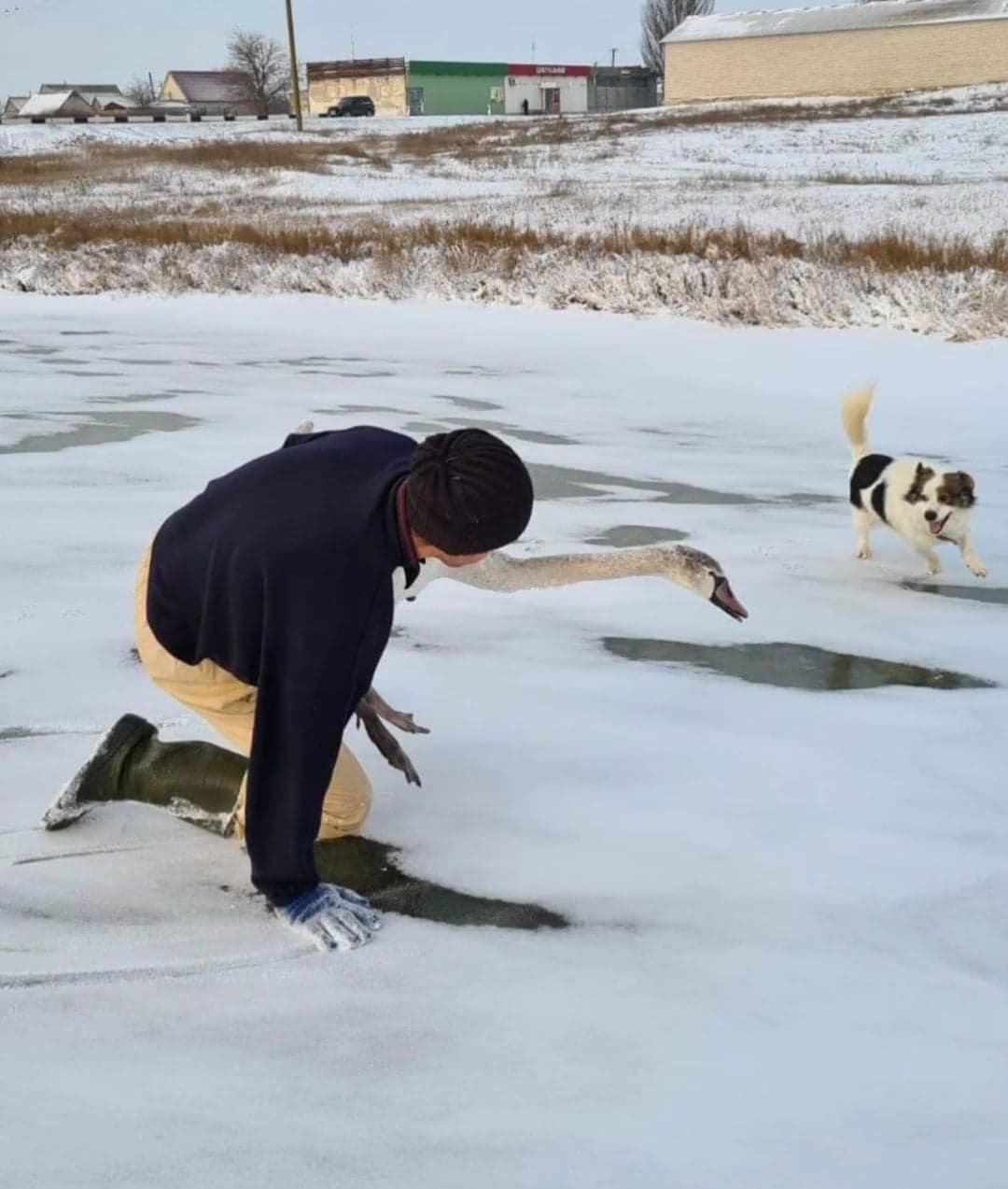 В Запорожской области парень спас лебедя, который примерз ко льду на ставке , фото-1