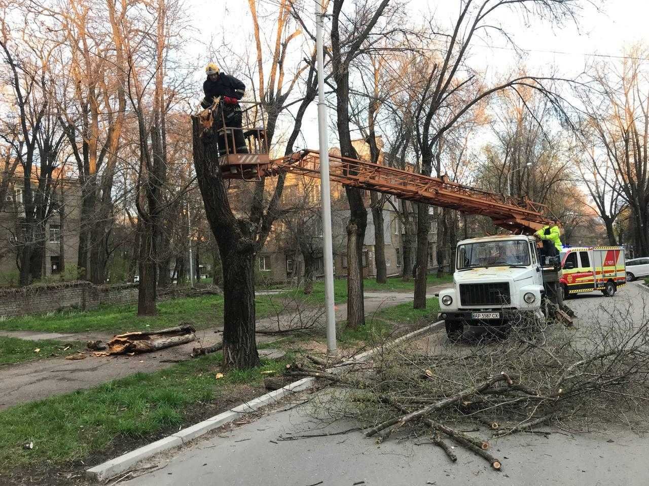 В центре Запорожья дерево рухнуло на электропровода и дорогу, - ФОТОФАКТ