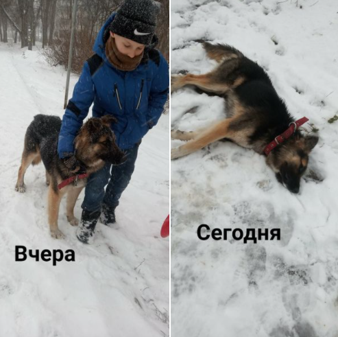 В Запорожье на глазах у детей мужчина зарезал бездомного щенка 