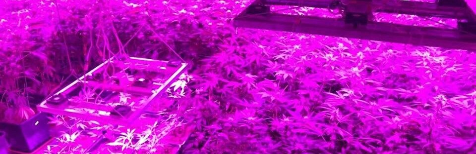 Урожай на миллион: в Запорожской области мужчина оборудовал теплицу для выращивания конопли 