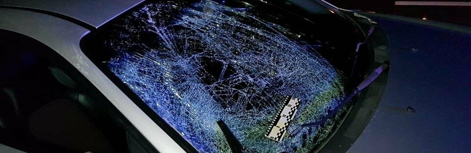 В Запорожской области девушка выбежала на проезжую часть, чтобы спасти собаку и сама погибла под колеса авто