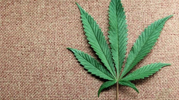 Вред марихуаны научно доказан амулет лист конопли