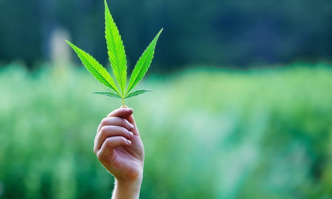Так ли на самом деле вредна марихуана семена конопли доставка в россии