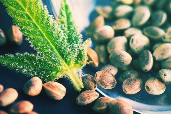 Качественные семена каннабиса