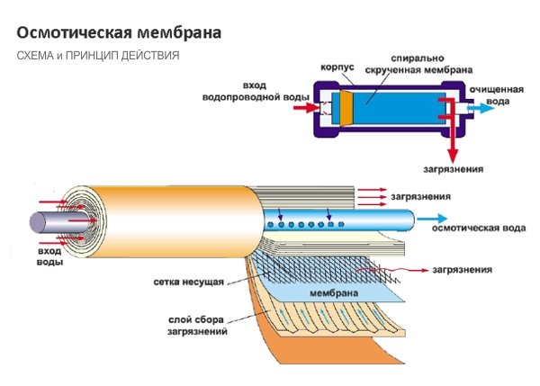 membrana-sxema
